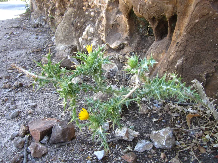 Beli (Kroatië)